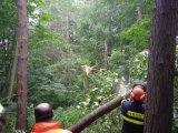 Nebezpečné stromy v lese Šemberk 1.6.2021