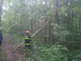 Nebezpečné stromy v lese Šemberk 1.6.2021
